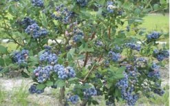 Northern Highbush Blueberry (Vaccinum Corymbosum) - 1 Gallon Pot 8 Northern Highbush Blueberry (Vaccinum Corymbosum) - 1 Gallon Pot -Breeze Sprout Sales blueberry northern20highbush 800x500 1