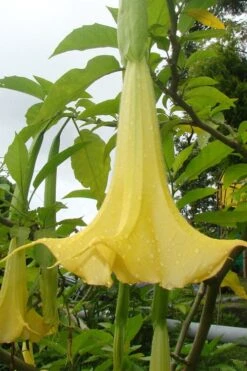Yellow Angel's Trumpet (Brugmansia) - 1 Gallon Pot -Breeze Sprout Sales brugmansia candida yellow angels trumpet 1