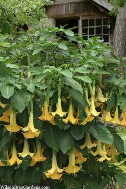 Yellow Angel's Trumpet (Brugmansia) - 1 Gallon Pot -Breeze Sprout Sales brugmansia candida yellow angels trumpet 3