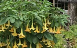 Yellow Angel's Trumpet (Brugmansia) - 1 Gallon Pot -Breeze Sprout Sales brugmansia candida yellow angels trumpet 4