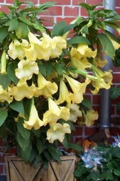 Yellow Angel's Trumpet (Brugmansia) - 1 Gallon Pot
