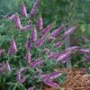 Lo & Behold 'Pink Micro Chip' Butterfly Bush - 1 Gallon Pot