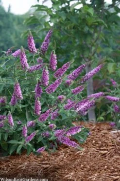 Lo & Behold 'Pink Micro Chip' Butterfly Bush - 1 Gallon Pot
