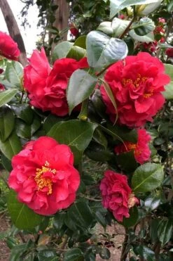 Turandot Camellia Japonica - 7 Gallon Pot -Breeze Sprout Sales caellia turandot 20