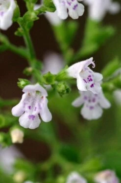 Calamint Plant (Calamintha Nepeta) - 1 Gallon Pot -Breeze Sprout Sales calamint 14