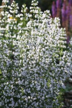 Calamint Plant (Calamintha Nepeta) - 1 Gallon Pot -Breeze Sprout Sales calamint 15