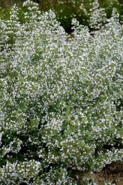 Calamint Plant (Calamintha Nepeta) - 1 Gallon Pot -Breeze Sprout Sales calamint 20