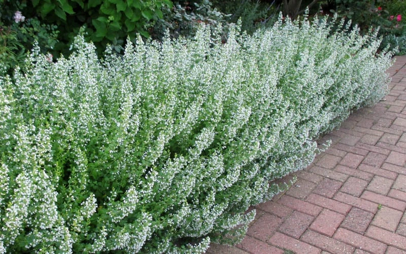 White Cloud Calamint - 5 Pack Of Quart Pots 5 White Cloud Calamint - 5 Pack Of Quart Pots - Image 5