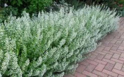 White Cloud Calamint - 1 Gallon Pot 13 White Cloud Calamint - 1 Gallon Pot -Breeze Sprout Sales calamint white cloud 1