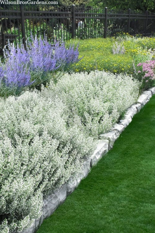 White Cloud Calamint - 1 Gallon Pot 1 White Cloud Calamint - 1 Gallon Pot