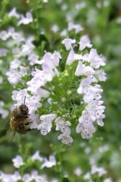 White Cloud Calamint - 1 Gallon Pot 15 White Cloud Calamint - 1 Gallon Pot -Breeze Sprout Sales calamint white cloud 4