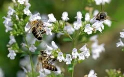 White Cloud Calamint - 5 Pack Of Quart Pots 12 White Cloud Calamint - 5 Pack Of Quart Pots -Breeze Sprout Sales calamint white cloud 5 1