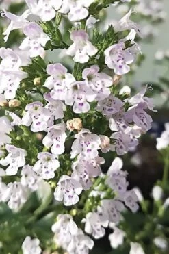 White Cloud Calamint - 1 Gallon Pot 16 White Cloud Calamint - 1 Gallon Pot -Breeze Sprout Sales calamint white cloud 6