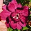 Hartlage Wine Sweetshrub (Calycanthus Raulstonii) - 3 Gallon Pot