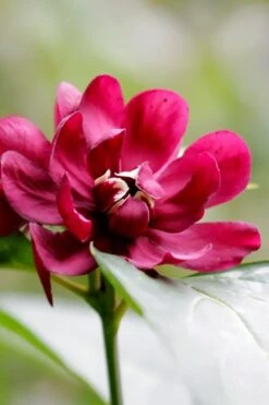 Hartlage Wine Sweetshrub (Calycanthus Raulstonii) - 3 Gallon Pot -Breeze Sprout Sales calycanthus raulstonii hartlage wine sweetshrub 2