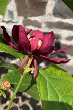 Hartlage Wine Sweetshrub (Calycanthus Raulstonii) - 3 Gallon Pot -Breeze Sprout Sales calycanthus raulstonii hartlage wine sweetshrub 3