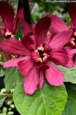 Hartlage Wine Sweetshrub (Calycanthus Raulstonii) - 3 Gallon Pot -Breeze Sprout Sales calycanthus raulstonii hartlage wine sweetshrub 4