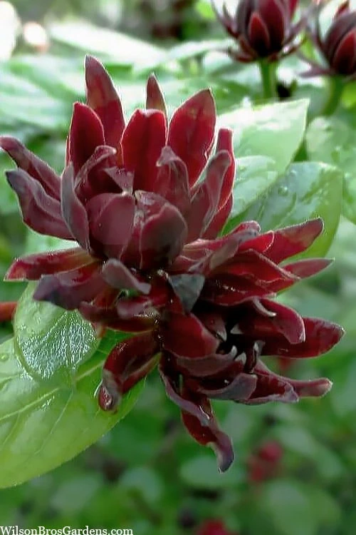 Simply Scentsational Sweetshrub (Calycanthus ) - 2 Gallon Pot 1 Simply Scentsational Sweetshrub (Calycanthus ) - 2 Gallon Pot