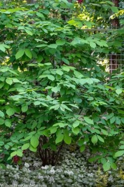 Simply Scentsational Sweetshrub (Calycanthus ) - 2 Gallon Pot 12 Simply Scentsational Sweetshrub (Calycanthus ) - 2 Gallon Pot -Breeze Sprout Sales calycanthus simply scentsational sweet shrub 14