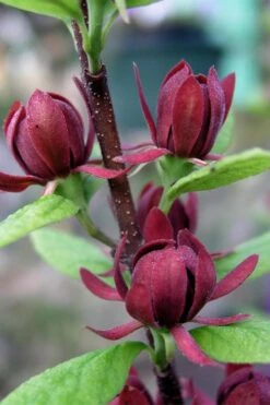 Simply Scentsational Sweetshrub (Calycanthus ) - 2 Gallon Pot 15 Simply Scentsational Sweetshrub (Calycanthus ) - 2 Gallon Pot -Breeze Sprout Sales calycanthus simply scentsational sweet shrub 3