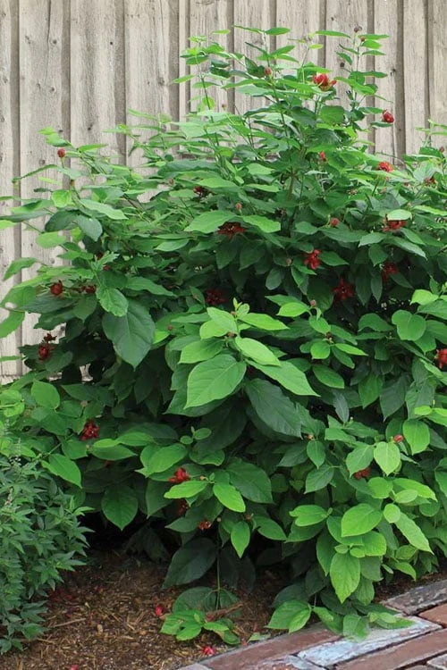 Simply Scentsational Sweetshrub (Calycanthus ) - 2 Gallon Pot 7 Simply Scentsational Sweetshrub (Calycanthus ) - 2 Gallon Pot - Image 7