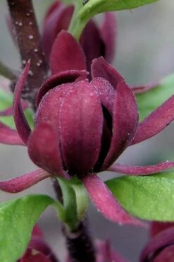 Simply Scentsational Sweetshrub (Calycanthus ) - 2 Gallon Pot 11 Simply Scentsational Sweetshrub (Calycanthus ) - 2 Gallon Pot -Breeze Sprout Sales calycanthus simply scentsational sweet shrub 7