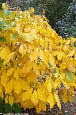 Simply Scentsational Sweetshrub (Calycanthus ) - 2 Gallon Pot 13 Simply Scentsational Sweetshrub (Calycanthus ) - 2 Gallon Pot -Breeze Sprout Sales calycanthus simply scentsational sweet shrub 8