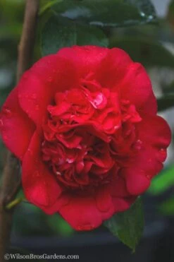 April Tryst Camellia Japonica - 3 Gallon Pot 9 April Tryst Camellia Japonica - 3 Gallon Pot -Breeze Sprout Sales camellia april tryst 21