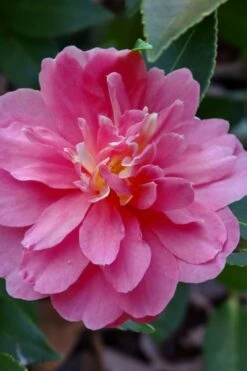 Autumn Spirit Camellia - Hybrid - 1 Gallon Pot -Breeze Sprout Sales camellia autumn spirit 21