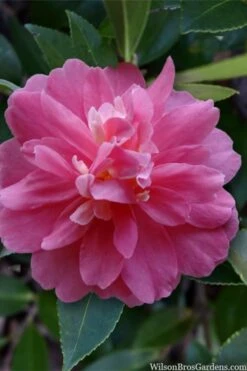 Autumn Spirit Camellia - Hybrid - 1 Gallon Pot -Breeze Sprout Sales camellia autumn spirit 22