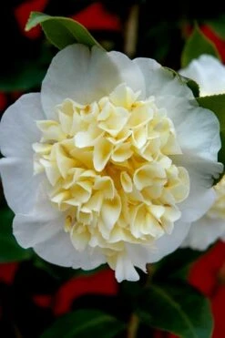 Brushfield Yellow Camellia Japonica - 1 Gallon Pot -Breeze Sprout Sales camellia brushfield yellow 25