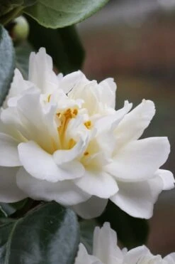 Cream Puff Fragrant Camellia - 3 Gallon Pot -Breeze Sprout Sales camellia cream puff 1