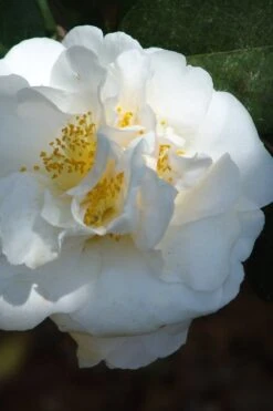 Cream Puff Fragrant Camellia - 3 Gallon Pot -Breeze Sprout Sales camellia cream puff 2