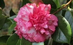 Sacred Dance Camellia Japonica 'Daikagura' - 1 Gallon Pot -Breeze Sprout Sales camellia daikagura 20