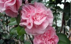 Debutante Pink Camellia Japonica - 3 Gallon Pot -Breeze Sprout Sales camellia debutante pink 5 2