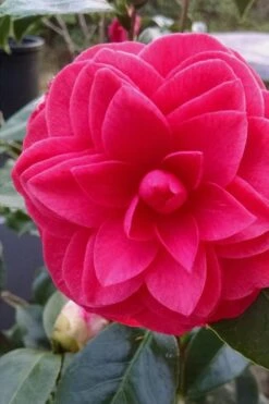 Glen 40 Camellia Japonica - 1 Gallon Pot -Breeze Sprout Sales camellia glen 40 1