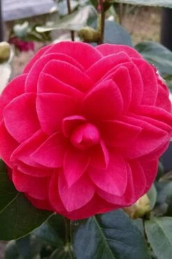 Glen 40 Camellia Japonica - 1 Gallon Pot -Breeze Sprout Sales camellia glen 40 2