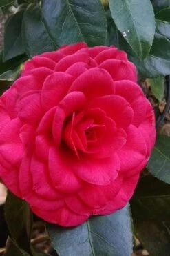 Glen 40 Camellia Japonica - 1 Gallon Pot -Breeze Sprout Sales camellia glen 40 3