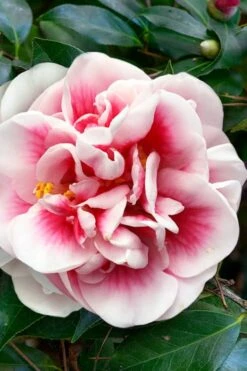 Irrational Exuberance Camellia Japonica - 1 Gallon Pot -Breeze Sprout Sales camellia irrational exuberance 3
