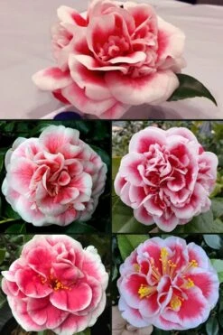 Irrational Exuberance Camellia Japonica - 1 Gallon Pot -Breeze Sprout Sales camellia irrational exuberance 6