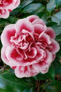 Irrational Exuberance Camellia Japonica - 1 Gallon Pot -Breeze Sprout Sales camellia irrational exuberance 7