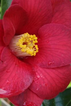 Adeyaka Camellia Japonica - 3 Gallon Pot -Breeze Sprout Sales camellia japonica adeyaka 1