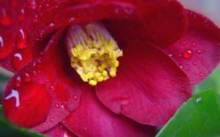 Adeyaka Camellia Japonica - 3 Gallon Pot -Breeze Sprout Sales camellia japonica adeyaka 3