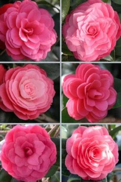 April Kiss Pink Double Flowered Camellia Japonica - 1 Gallon Pot -Breeze Sprout Sales camellia japonica april kiss 102