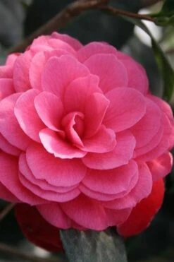 April Kiss Pink Double Flowered Camellia Japonica - 1 Gallon Pot -Breeze Sprout Sales camellia japonica april kiss 103