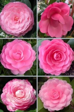 E.G. Waterhouse Camellia - Williamsii Hybrid - 1 Gallon Pot -Breeze Sprout Sales camellia japonica e g waterhouse 21