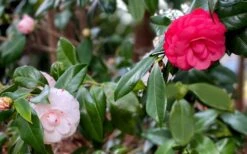 LA Peppermint Camellia Japonica - 1 Gallon Pot -Breeze Sprout Sales camellia japonica la peppermint 101