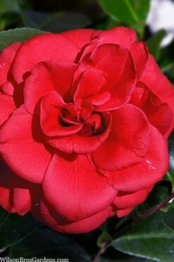 Paulette Goddard Camellia Japonica - 3 Gallon Pot -Breeze Sprout Sales camellia japonica paulette goddard 1