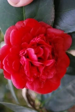 Paulette Goddard Camellia Japonica - 3 Gallon Pot -Breeze Sprout Sales camellia japonica paulette goddard 2