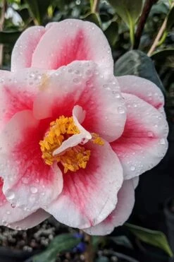 Sadaharu Oh Camellia - 3 Gallon Pot -Breeze Sprout Sales camellia japonica sadaharu oh 100 1